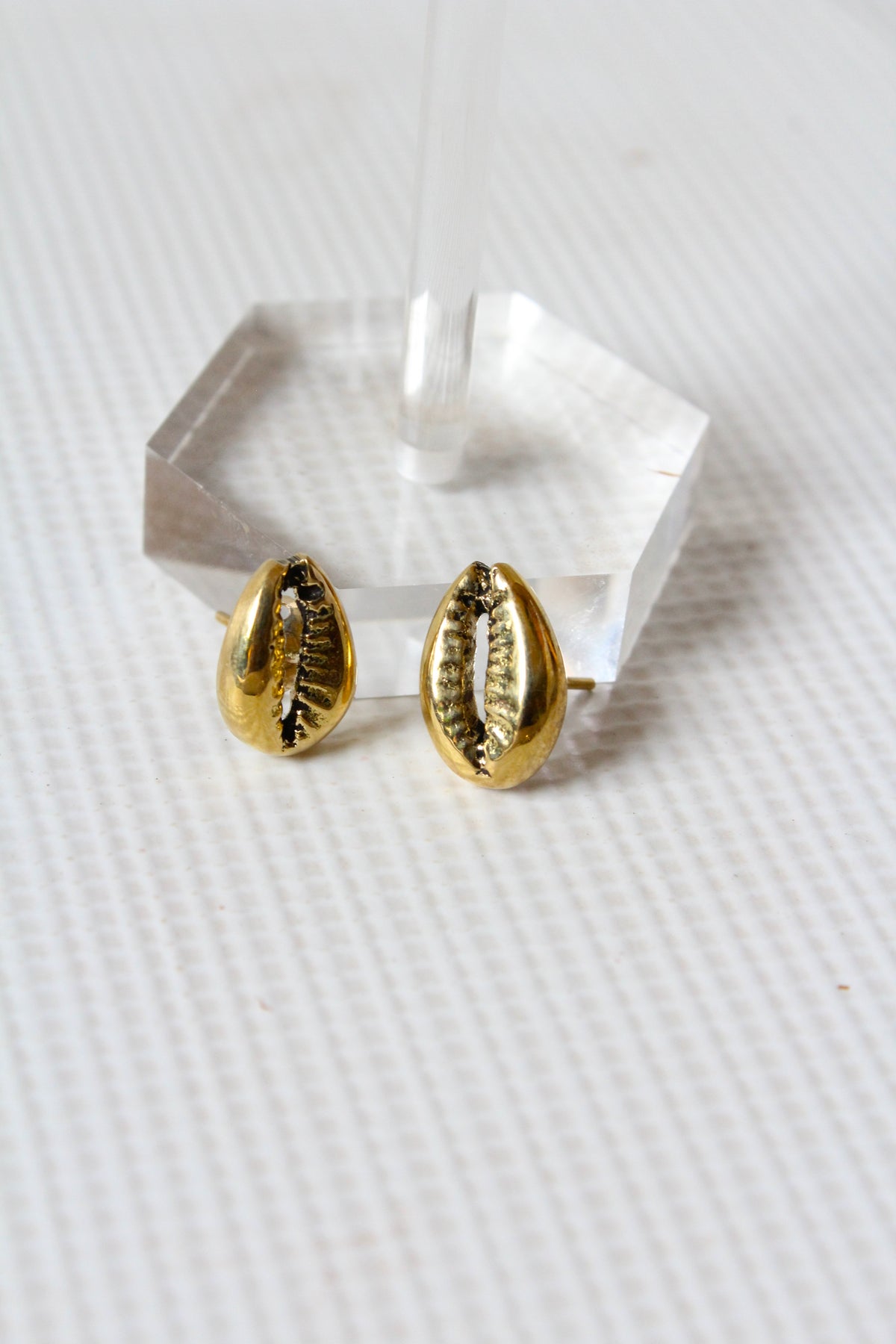 Cowrie Brass Studs
